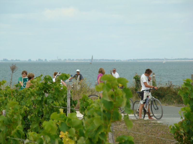 Ile de Ré - Pistes cyclables près des vignes