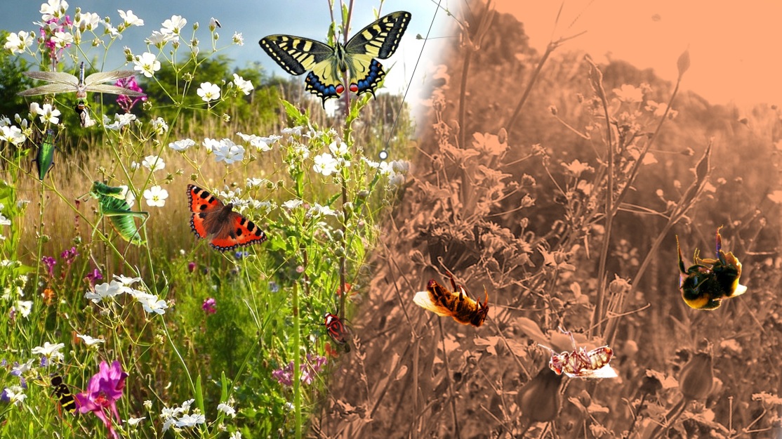 Prairie pleine de vie - épandage de pesticides, insectes morts